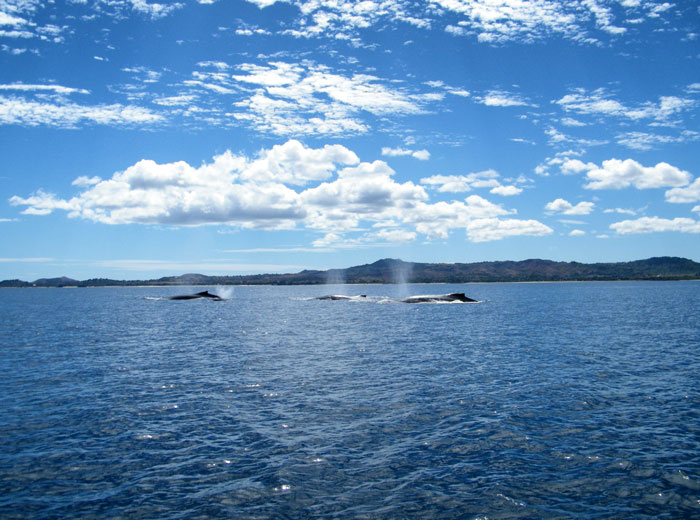 groupe baleines