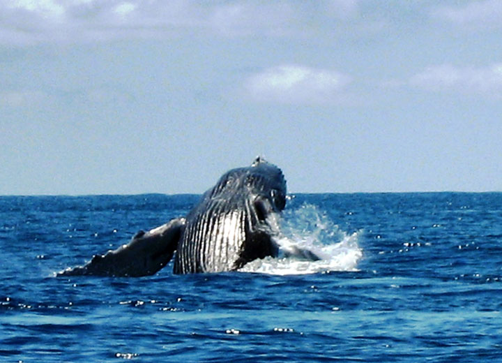 saut baleine