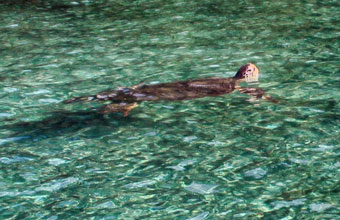 respiration tortue verte