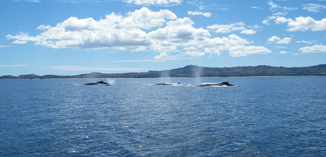 groupe de baleines