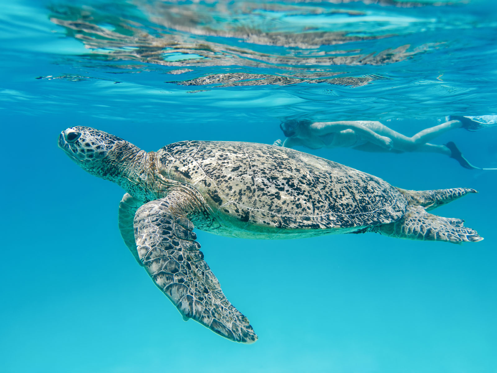 tortue sous l'eau