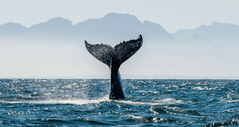 When to See Whales in Madagascar? Complete Whale Season Guide 2026