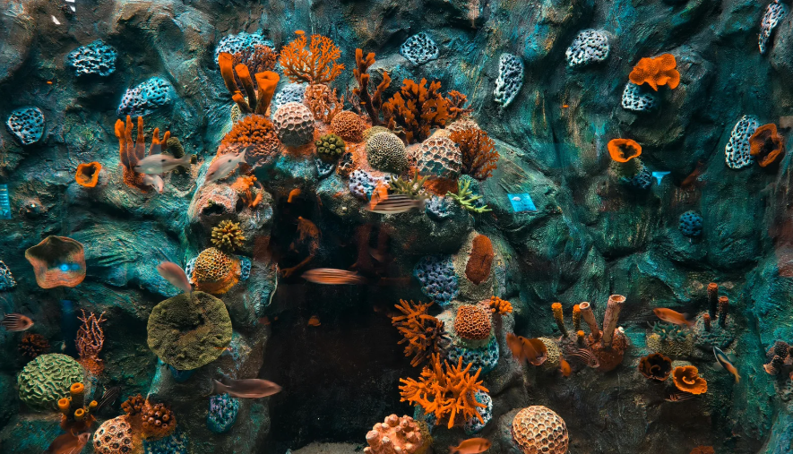 Marine Life
