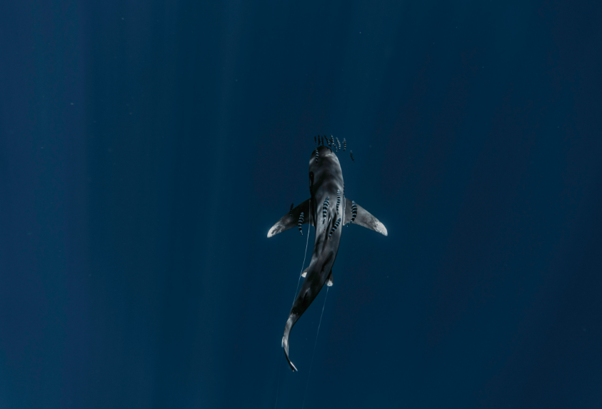 Whale shark marine