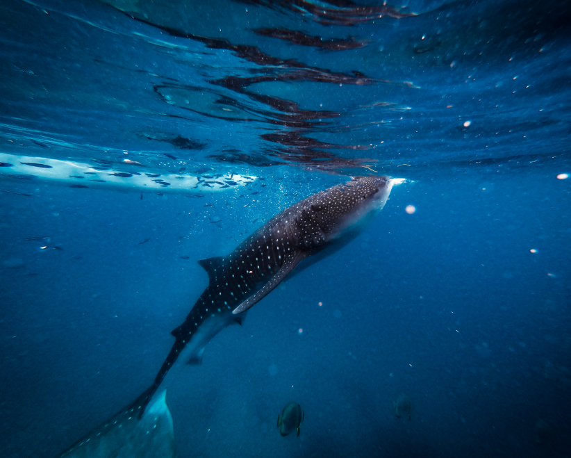Close shark