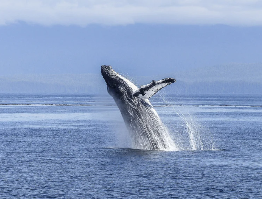 Whales out of water