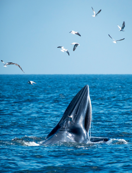 Whale ocean madagascar
