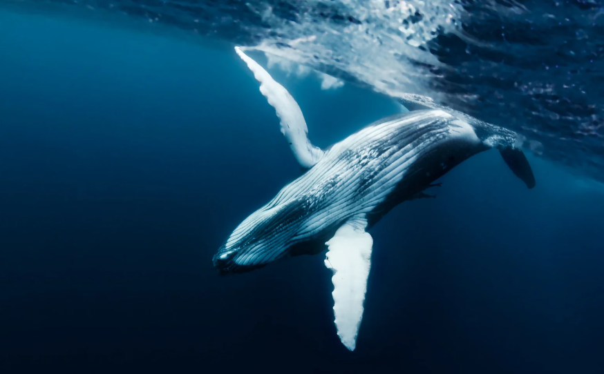 Beautiful whale