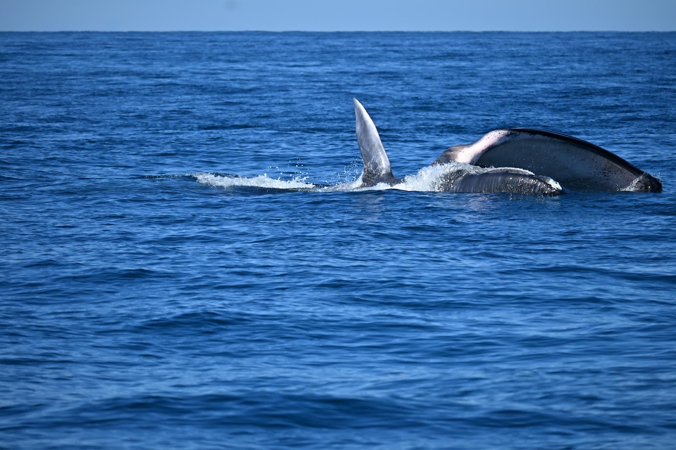 Wild Life Whales