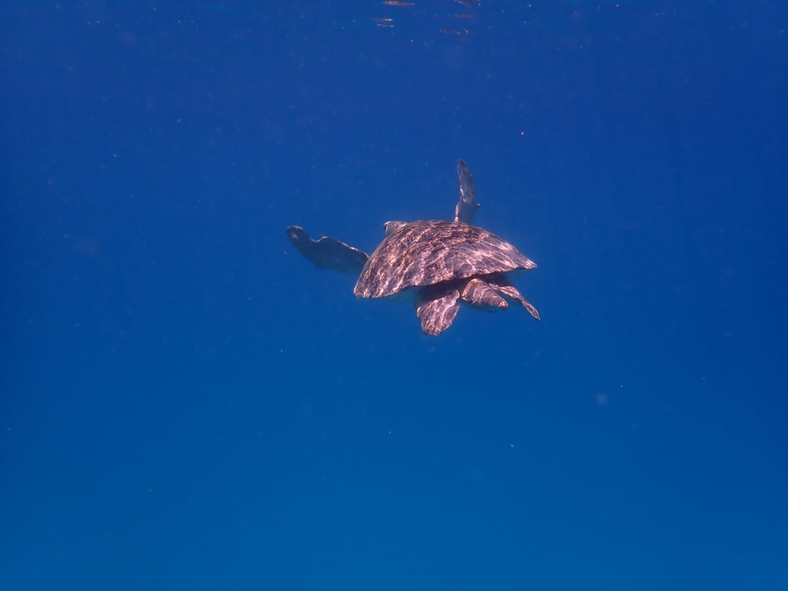 Sea turtle alone