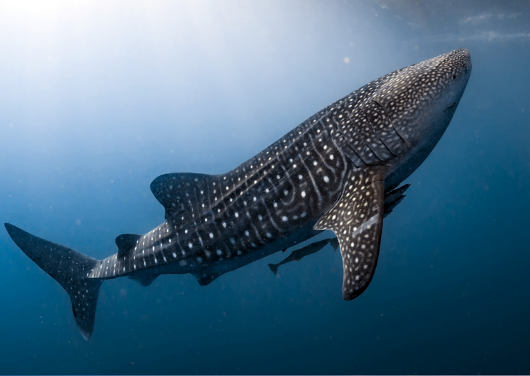 Whale Shark in Nosy Be Madagascar