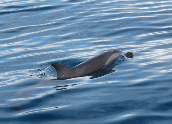 dauphin dans la baie de nosy be