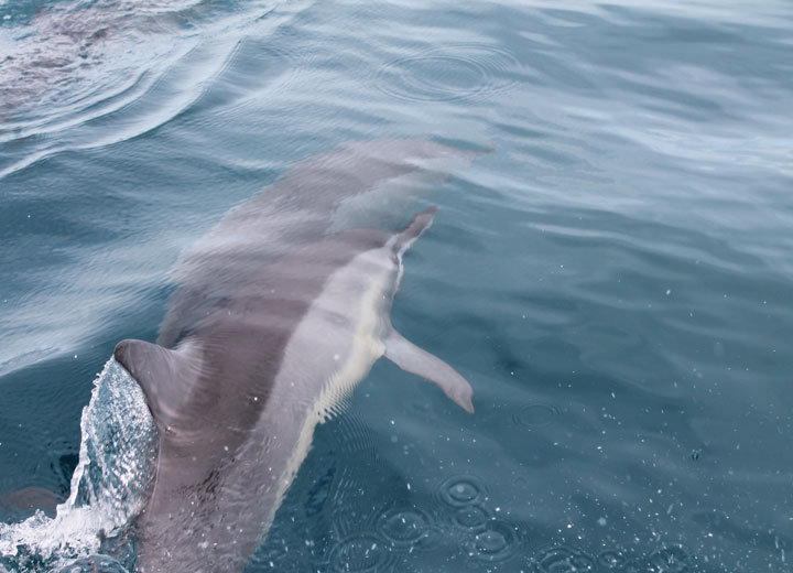 dauphins depuis le bateau
