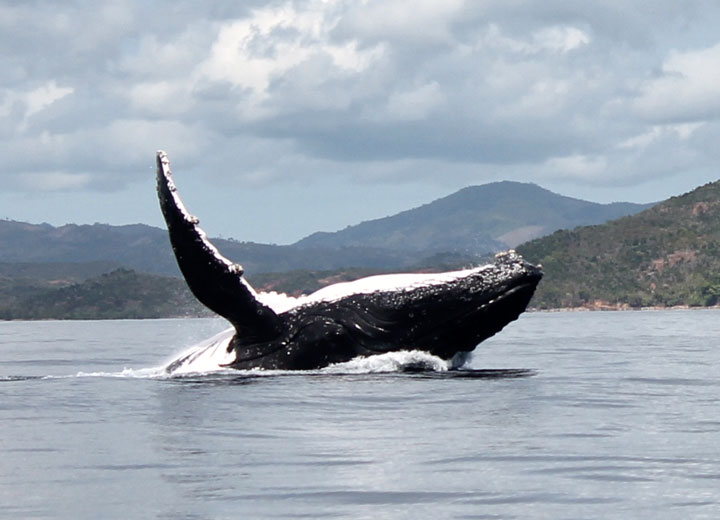 humpback whale jump