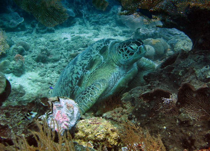 tortue dans le corail