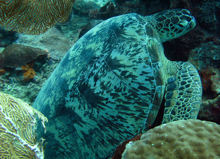 tortue qui mange du corail