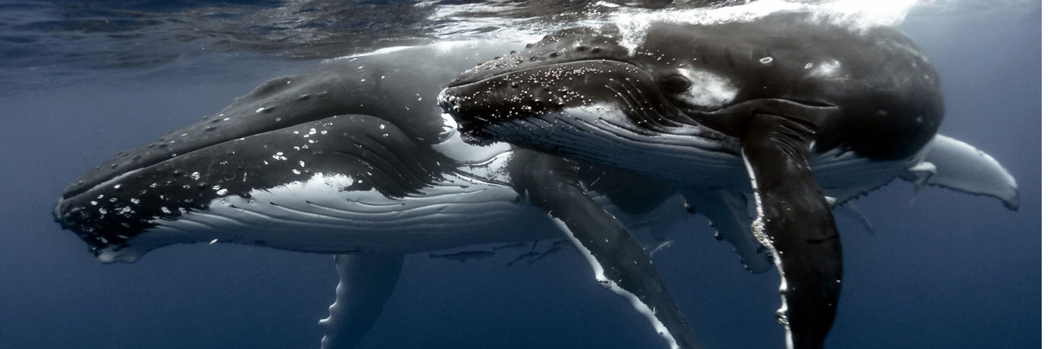 2 baleines à la surface