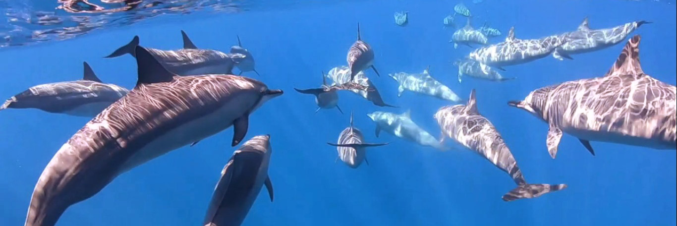 banc de dauphins sous l'eau